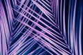 Vibrant neon palm tree foliage ultraviolet design Royalty Free Stock Photo