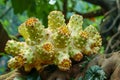 Vibrant Noni Fruit Cluster on Tree Branch in Tropical Environment, Exotic Morinda Citrifolia