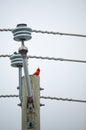 Vibrant northern cardinal perched atop a telephone pole, surrounded by electrical wires