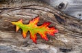 Vibrant Oak Leaf and Rustic Wood