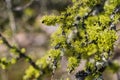 Vibrant oak moss Evernia prunastri growing on branches, Pinnacles National Park, California Royalty Free Stock Photo