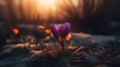Vibrant Oasis: Crocus Flower At Sunrise In The Style Of Michal Karcz And Felicia Simion