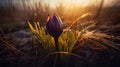 Vibrant Oasis: Crocus Flower At Sunrise In The Style Of Michal Karcz And Felicia Simion