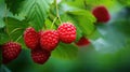 vibrant object raspberry fruit