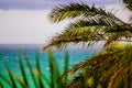 Vibrant Ocfean Bhind Palm Trees