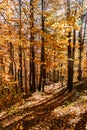 Vibrant orange autumn forest vertical natural background Royalty Free Stock Photo