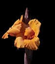 Vibrant orange bearded iris flower