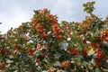 Vibrant orange berries in the leafage of Sorbus aria