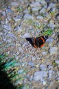 Vibrant orange and black Admiral (Vanessa atalanta) butterfly perched on a dirt pathway