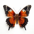 Vibrant Orange and Black Butterfly Meticulous Photorealistic Still Life Artwork