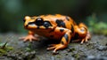 Vibrant orange and black harlequin toad on rocky surface with striking pattern and rugged texture Royalty Free Stock Photo