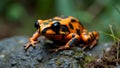 Vibrant orange and black harlequin toad on rocky surface with striking pattern and rugged texture Royalty Free Stock Photo