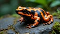 Vibrant orange and black harlequin toad on rocky surface with striking pattern and rugged texture Royalty Free Stock Photo