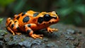 Vibrant orange and black harlequin toad on rocky surface with striking pattern and rugged texture Royalty Free Stock Photo