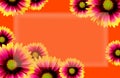 Vibrant Orange Blanket flowers frame