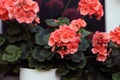 Vibrant orange blooming geranium flowers in decorative flower pot close up. Royalty Free Stock Photo