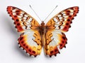 Vibrant orange butterfly with detailed wings