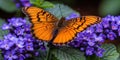 A vibrant orange butterfly perched on a purple flower Royalty Free Stock Photo