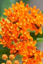 Vibrant Orange Butterfly weed Asclepias tuberosa - Covered in many Pollinators