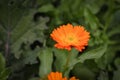 Vibrant orange calendula marigold flower in vegetable garden Royalty Free Stock Photo