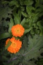 Vibrant orange calendula marigold flower in vegetable garden Royalty Free Stock Photo