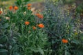 Vibrant orange calendula marigold flower in vegetable garden setting Royalty Free Stock Photo