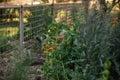 Vibrant orange calendula marigold flower in vegetable garden setting Royalty Free Stock Photo