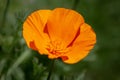 A Californian Poppy Royalty Free Stock Photo