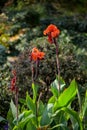 Vibrant Orange Canna Lilies in Garden Royalty Free Stock Photo