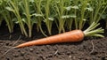 Vibrant Orange Carrot Harvest in Lush Field Royalty Free Stock Photo