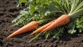 Vibrant Orange Carrot Harvest in Lush Field Royalty Free Stock Photo