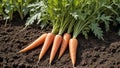 Vibrant Orange Carrot Harvest in Lush Field Royalty Free Stock Photo