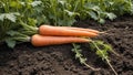 Vibrant Orange Carrot Harvest in Lush Field Royalty Free Stock Photo
