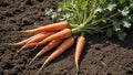 Vibrant Orange Carrot Harvest in Lush Field Royalty Free Stock Photo
