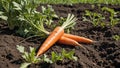 Vibrant Orange Carrot Harvest in Lush Field Royalty Free Stock Photo