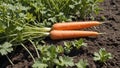 Vibrant Orange Carrot Harvest in Lush Field Royalty Free Stock Photo