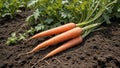 Vibrant Orange Carrot Harvest in Lush Field Royalty Free Stock Photo