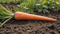Vibrant Orange Carrot Harvest in Lush Field Royalty Free Stock Photo