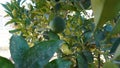 Vibrant Orange Cluster Hanging from a Citrus Tree Royalty Free Stock Photo