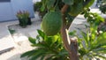 Vibrant Orange Cluster Hanging from a Citrus Tree Royalty Free Stock Photo