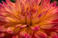 Vibrant orange color dahila Royalty Free Stock Photo