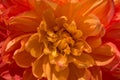 Vibrant orange color dahlia Royalty Free Stock Photo
