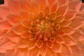 Vibrant orange colored dahlia Royalty Free Stock Photo