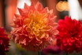 Vibrant orange colored dahlia Royalty Free Stock Photo