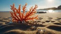Stunning Orange Coral on Sandy Beach at Sunset Royalty Free Stock Photo