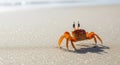 A vibrant orange crab, possibly a ghost crab from the *Ocypode* genus, is on a sandy beach with Royalty Free Stock Photo