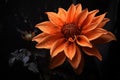 Vibrant orange dahlia with water droplets