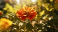 Vibrant Orange Flower In Garden: Lens Flare, Vray Tracing, Realistic Still Life Royalty Free Stock Photo