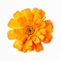 Vibrant Orange Flower Macro: Uhd Image Of Isolated Marigold On White Background Royalty Free Stock Photo