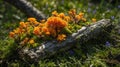 Vibrant Orange Coral Fungi Growing on Decaying Log in a Natural Forest Setting Royalty Free Stock Photo